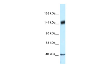 PELP1 Rabbit Polyclonal Antibody