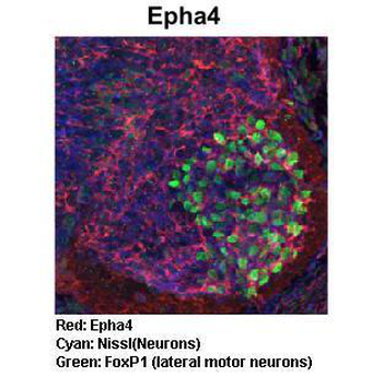 Epha4 Rabbit Polyclonal Antibody
