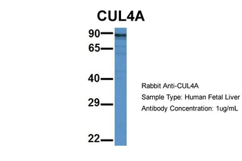 CUL4A Rabbit Polyclonal Antibody