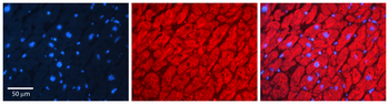 CUL4A Rabbit Polyclonal Antibody