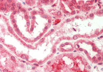 EIF3A Rabbit Polyclonal Antibody