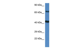 TNIP1 Rabbit Polyclonal Antibody