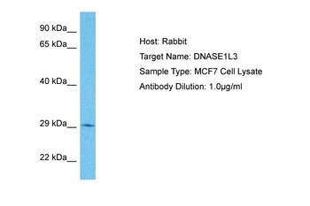 DNASE1L3 Rabbit Polyclonal Antibody