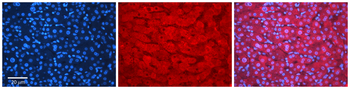 RPS9 Rabbit Polyclonal Antibody