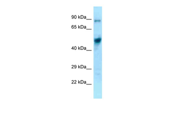 Eif4a1 Rabbit Polyclonal Antibody