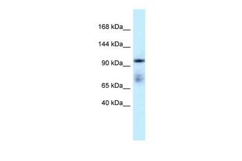 MICAL1 Rabbit Polyclonal Antibody