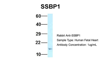 SSBP1 Rabbit Polyclonal Antibody