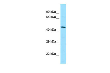 DUSP9 Rabbit Polyclonal Antibody