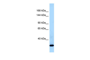 COL21A1 Rabbit Polyclonal Antibody