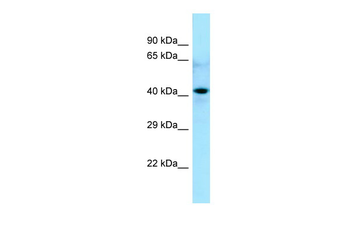 CDC20B Rabbit Polyclonal Antibody