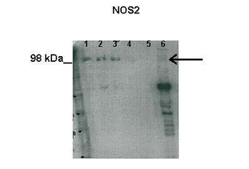 NOS2 Rabbit Polyclonal Antibody