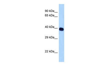 SELL Rabbit Polyclonal Antibody