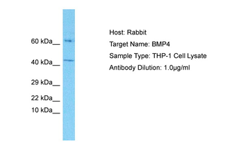 BMP4 Rabbit Polyclonal Antibody