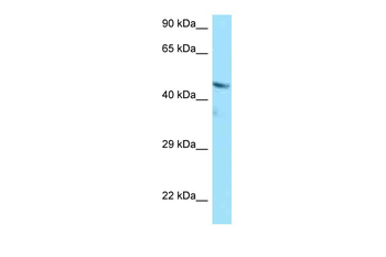 BMP4 Rabbit Polyclonal Antibody
