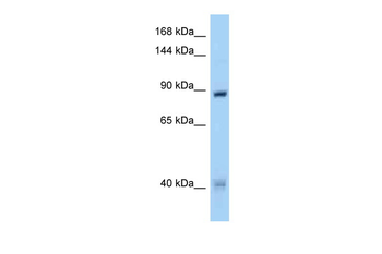 MUSK Rabbit Polyclonal Antibody