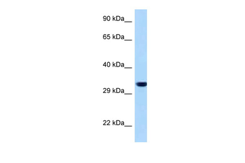 EMD Rabbit Polyclonal Antibody