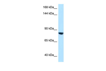 DACT1 Rabbit Polyclonal Antibody