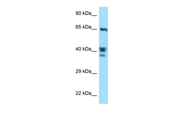 ACTL8 Rabbit Polyclonal Antibody