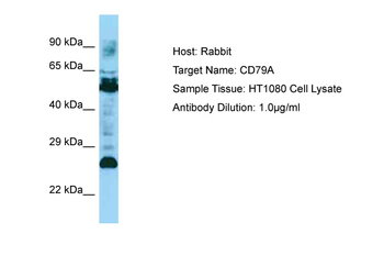 CD79A Rabbit Polyclonal Antibody