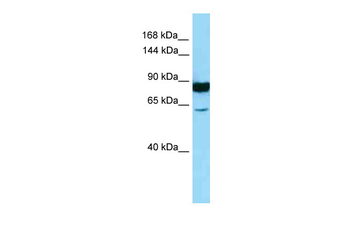 NLRP3 Rabbit Polyclonal Antibody