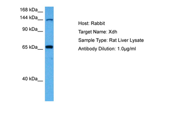 Xdh Rabbit Polyclonal Antibody
