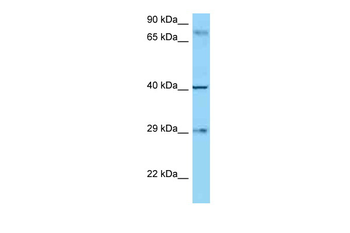 CD274 Rabbit Polyclonal Antibody