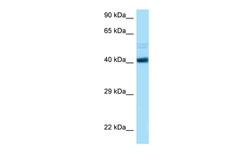 CCNB2 Rabbit Polyclonal Antibody