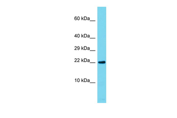 Rap1a Rabbit Polyclonal Antibody