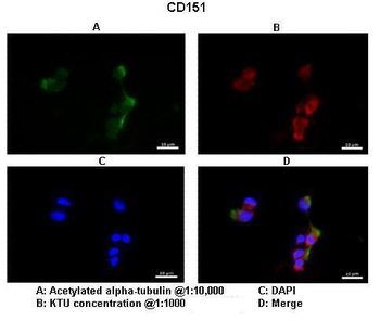 CD151 Rabbit Polyclonal Antibody