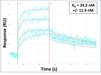 SPRR1B Rabbit Polyclonal Antibody