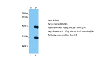 FCGR3A Rabbit Polyclonal Antibody