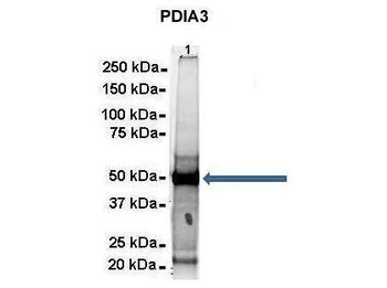 PDIA3 Rabbit Polyclonal Antibody