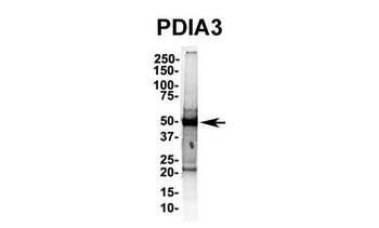 PDIA3 Rabbit Polyclonal Antibody