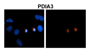 PDIA3 Rabbit Polyclonal Antibody