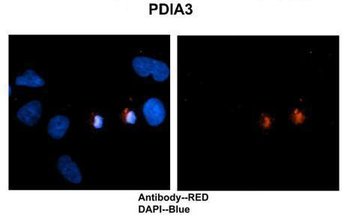 PDIA3 Rabbit Polyclonal Antibody