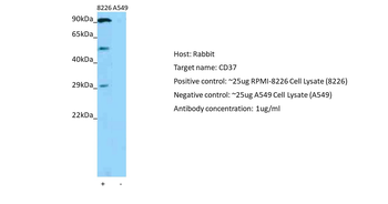 CD37 Rabbit Polyclonal Antibody