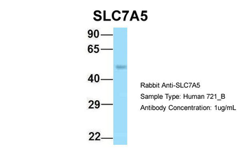 SLC7A5 Rabbit Polyclonal Antibody
