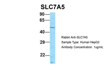 SLC7A5 Rabbit Polyclonal Antibody