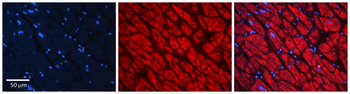 PPCS Rabbit Polyclonal Antibody