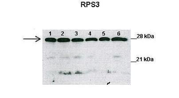 RPS3 Rabbit Polyclonal Antibody