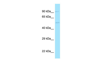 ADGRE5 Rabbit Polyclonal Antibody