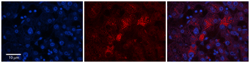 MYDGF Rabbit Polyclonal Antibody