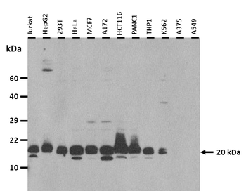 MARCKSL1 Rabbit Polyclonal Antibody