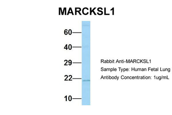 MARCKSL1 Rabbit Polyclonal Antibody