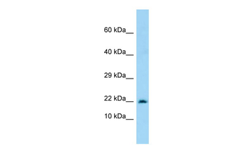 MARCKSL1 Rabbit Polyclonal Antibody