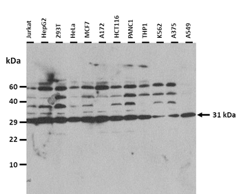 PRDX4 Rabbit Polyclonal Antibody