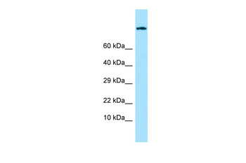 ADGRE1 Rabbit Polyclonal Antibody