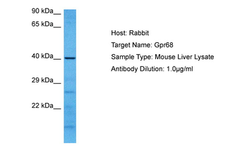 GPR68 Rabbit Polyclonal Antibody