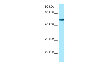 TUBA1A Rabbit Polyclonal Antibody