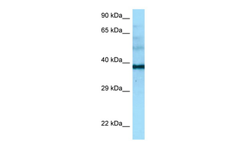NAPSA Rabbit Polyclonal Antibody